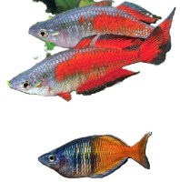 Melanotaenia parkinsoni1